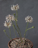 Pelargonium auritum subsp carneum